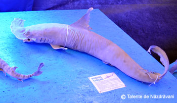 Expozitie de rechini si piranha la Delfinariul Constanta