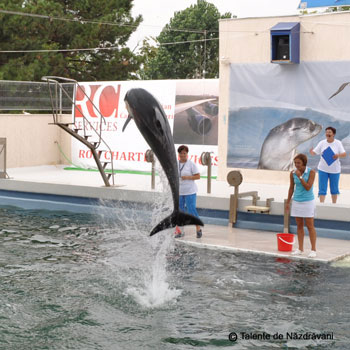 Pei Pei, Nini si Chen Chen, noii delfini de la delfinariul din Constanta