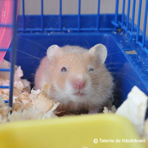 Mali, hamsterul nostru
