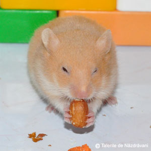 Mali, hamsterul nostru