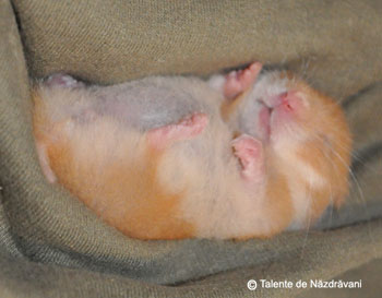 Hamster sirian la somn