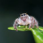 Un păianjen la capătul puterilor
